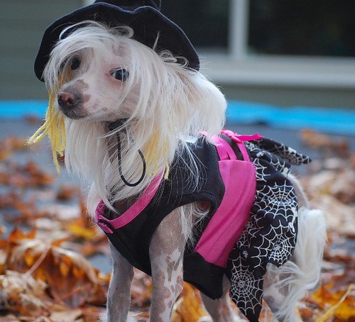 Disfraz de Halloween